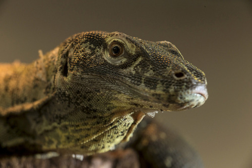 sdzsafaripark:  9 Scary Animals You Shouldn’t Be Afraid Of Read more… 