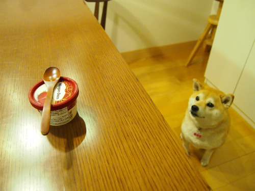 sasaq:  アイス食べたい！ 柴犬マコと、 