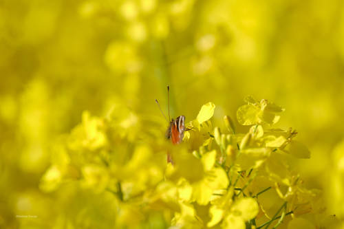 2) The second series of pictures of the rape blossom. I would have liked to present more birds, but 