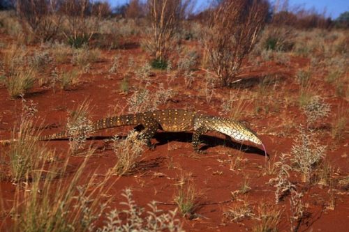 Porn reptilesrevolution:  Perentie Monitor Lizards photos