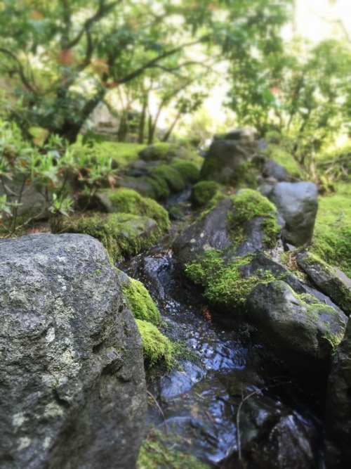 catcocoa:back at the japanese gardens + tilt shift… the river was smaller than my hand, and t