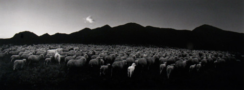 Martinmere, England  // Barun-Khemchik, Tuva, Siberia (Flock of Sheep and Goat) Pentti Sam