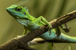 llbwwb:  Green Crested Lizard (by San Diego