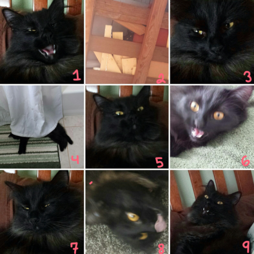 owlcoats:owlcoats:Which Kiki are you today?@mostlycatsmostly
