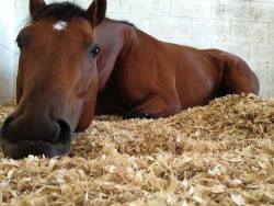 trottingthroughthefields:  i love sleeping/napping