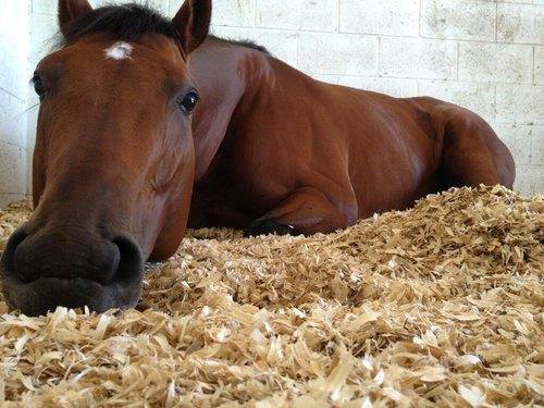 Porn Pics trottingthroughthefields:  i love sleeping/napping