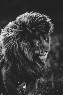 wearevanity:  A Lion King  