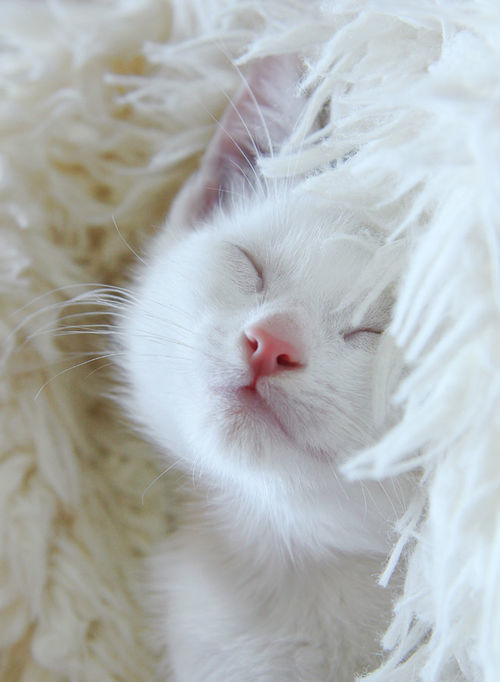 Cats