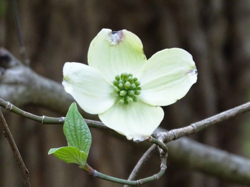 forsythiahill:The Daffodils are still hanging on but in the meantime, the Dogwoods have begun bloomi