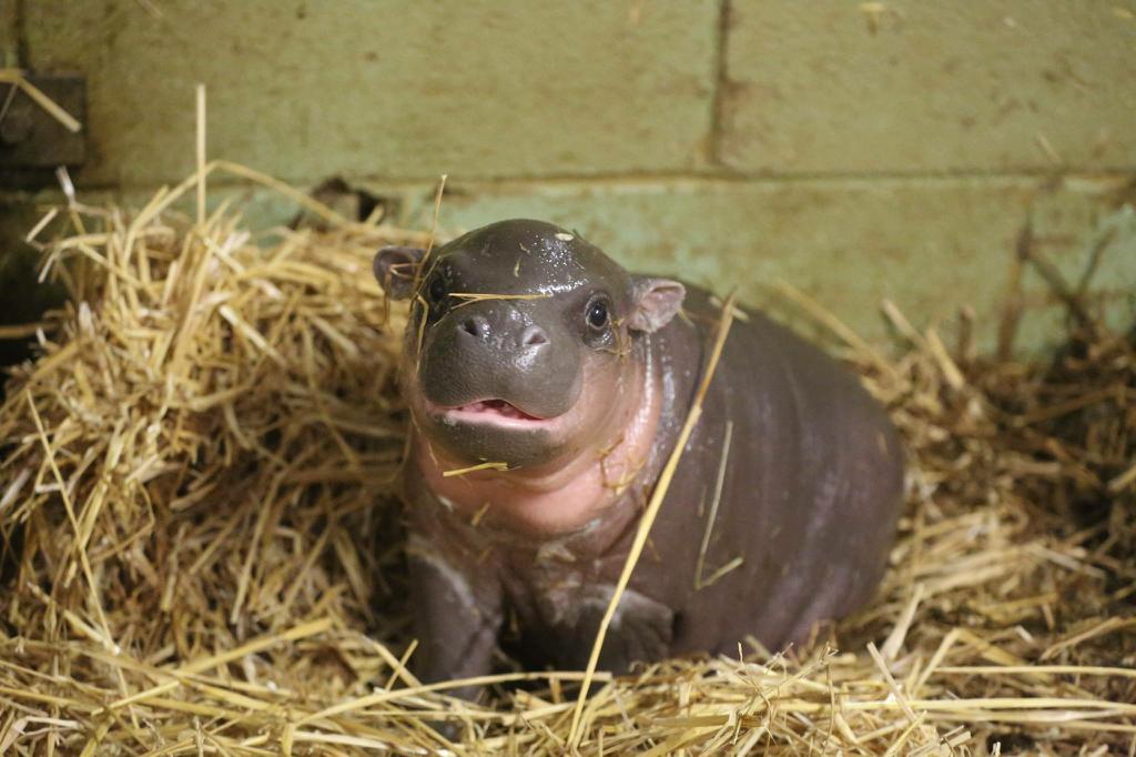 awwww-cute:  This little guy was born on Boxing Day 