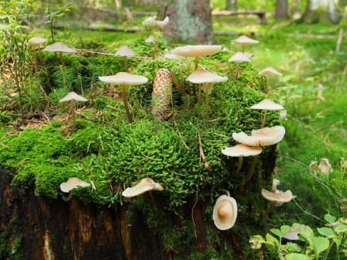 floralprintshark: sometimesseelie: shroomlings: Mushroom castle  That is a faerie ring. And a pretty