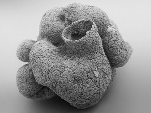 rhamphotheca:Fossil Findings: Oldest Known Sponge Pushes Back Date for Key Split in Evolution of Ani