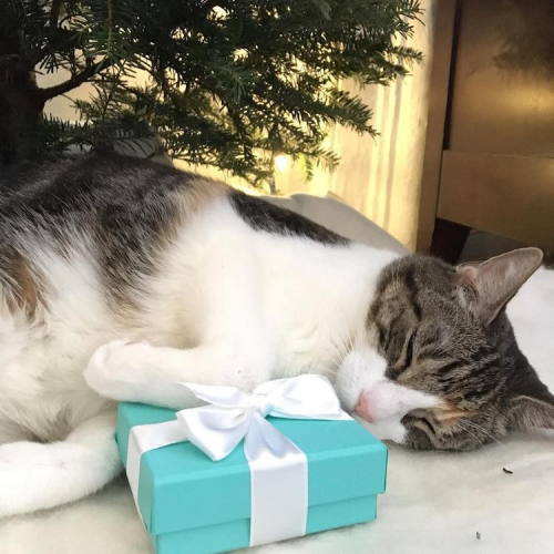 mymodernmet:Adorable “Christmas Cats of Instagram” Get Into the Holiday Spirit