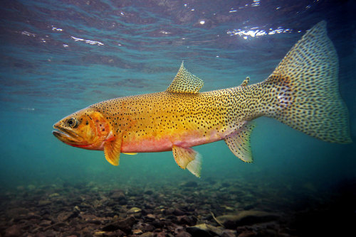 sumthinsfishy: Westslope Cutthroat Trout (Oncorhynchus clarkii lewisi) www.fisheyeguyphotography.com