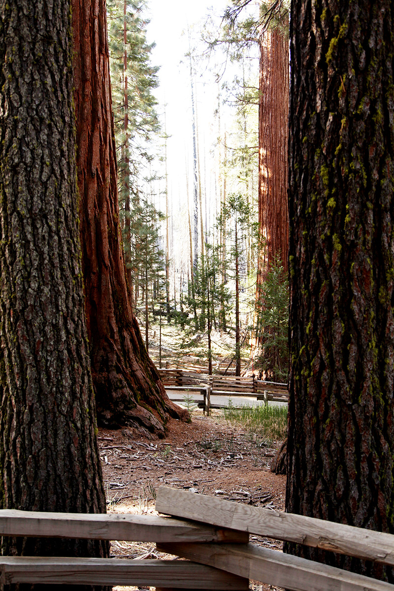 valeriemanne:  Mariposa Grove by Valerie Manne on Flickr. 
