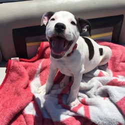 handsomedogs:  This is Kiko. He’s 13 weeks old and this is a photo of him on his first boat ride.