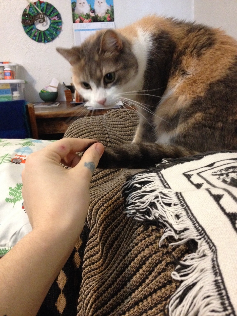 cremisius:a graceful and dignified creature