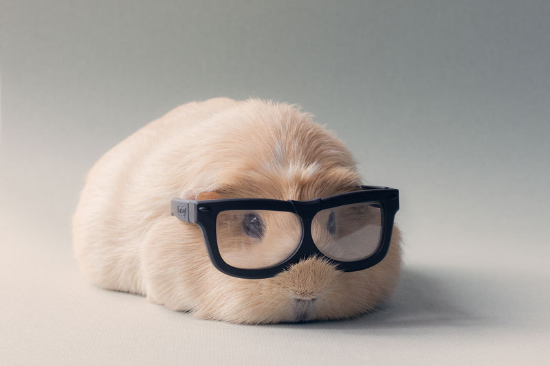 bobbycaputo:  Booboo, the World’s Cutest Guinea Pig Meet Booboo, a two-year
