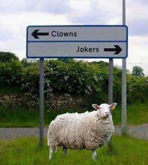 i-am-starved:  crazy-redhead:  STUCK IN THE MIDDLE WITH EWE.  😁😁😁