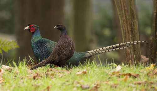 Melanistic Common Pheasant (Phasianus colchicus) &gt;&gt;by Peter Warne