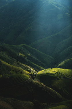 azuroworld:  The paddy turns golden by Sarawut Intarob | Azuro