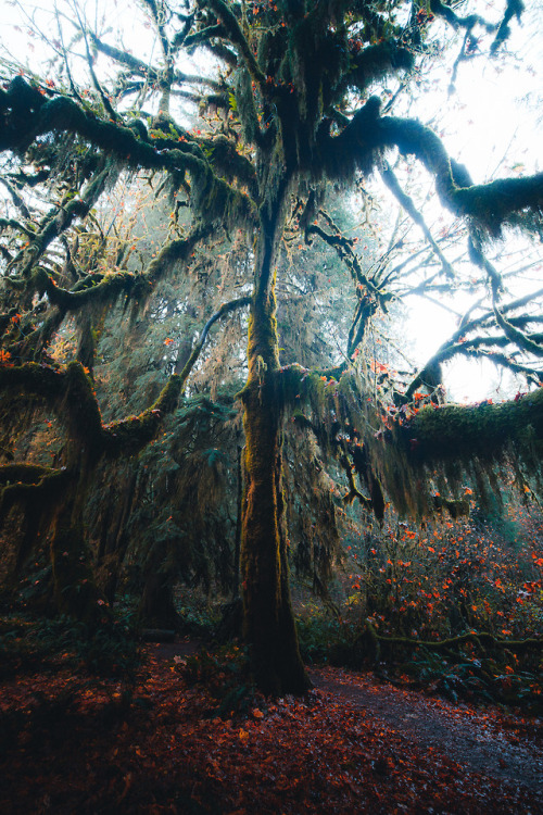 Sex thecraziethewizard: Hoh Rainforest, WA by pictures