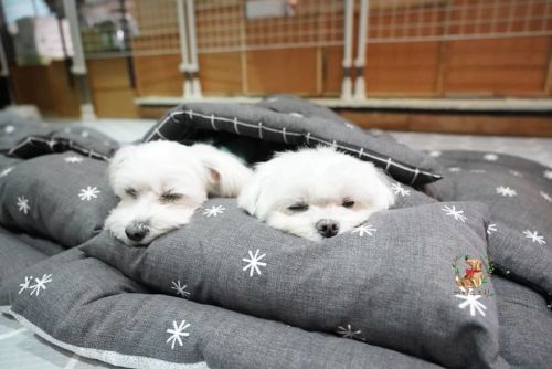 awesome-picz:  Photos Of Sleeping Pups In A Puppy Daycare Center Are Taking Over