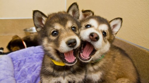 Porn awwww-cute:  Two Happy Doggies (Source: http://ift.tt/1IKD14l) photos