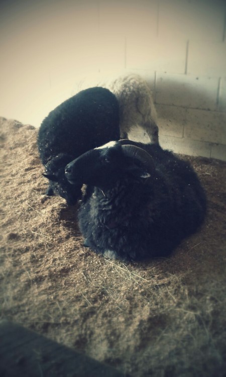 thecraftycrochet: Went to a local farm fest and of course looked at the woolly sheep. I love the loo