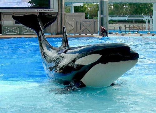 Gender: FemalePod: N/APlace of Capture: Born at SeaWorld of CaliforniaDate of Capture: Born on May 3