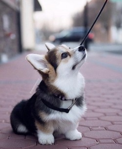 worldofcorgi:  You’re so big and tall way up there!