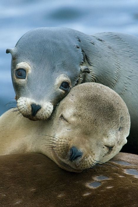 XXX wildlifepower:   S-S-S-SEALS TIME!!! Pinnipeds photo