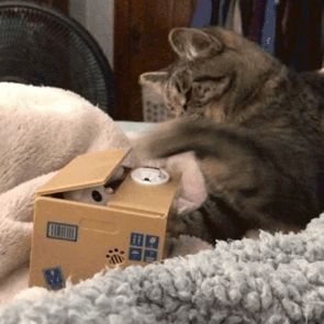 “One day I will get that little kitty in there!!”