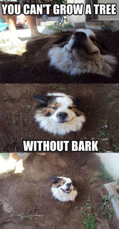 havexheart:cory-doctorow:did you bury your dog to make a shitty punBut look how stoked the dog is