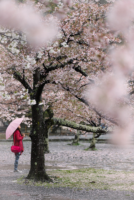 Arashiyama, April 2013 on Flickr.
Rainy day, Sakura, and umbllera