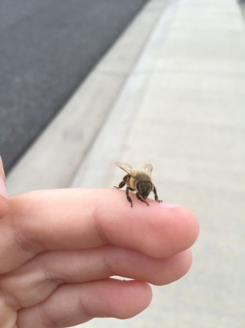 its-seyton:Bees?bees are friends, pass it on