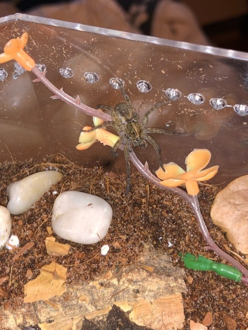 Tigrosa helluo, WC wolf spider from Pennsylvania, climbing in their new enclosure.