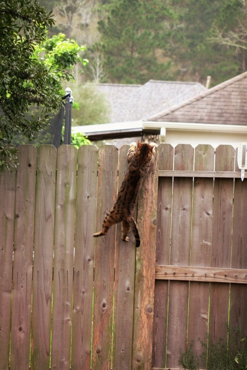 ambermaitrejean: Portraits of neighborhood cats. Magnolia, Texas. Photos by Amber Maitrejean