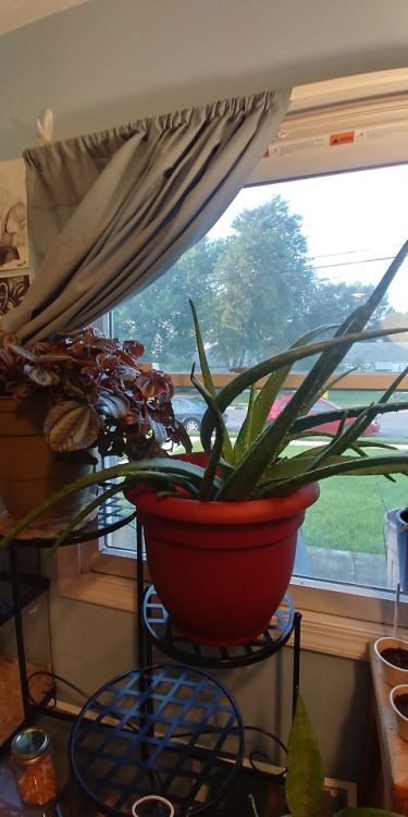 Plant spam! Listen, I love plants so much, I have a Problem ok. Also, the spider plant sits on top o