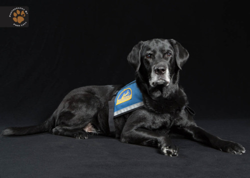 Wexler is a service dog from Canine Companions. He came to my Mini Session I’ve started doing 