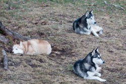 the-thundering-herd:  The dreaded Snow Thief