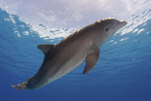 A bottlenose dolphin, Tursiops truncatus, at the water’s surface. by Jim Abernethy