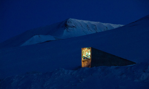 currentsinbiology:A keeper of seeds hopes to save the world from starvationThe Global Seed Vault on 