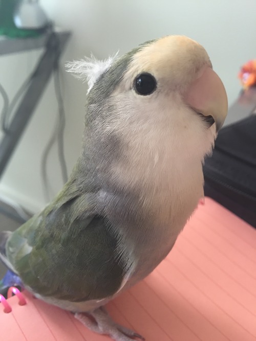 bird-bum:Look how proud he is of his feather fascinator