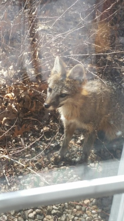 We have a baby fox living near us! I think it might be a red? Could be a grey fox too.