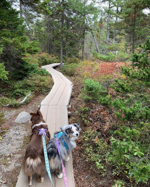 Hiking in Maine is the best. Flashback to October when we went to Acadia. #acadianationalpark #maine