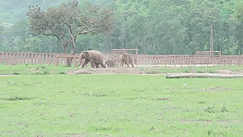 thenatsdorf:Elephant herd rushes over to welcome recently rescued orphan. [full video]