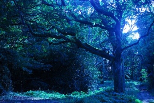 buron: Borthwood ii (8) ©buron - July ‘14