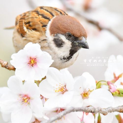 あっという間…なんだよね#ちゅん活 #スズメ #sparrow #写真 #photo #photography #癒やし #healing#cutebird #instagramjapan #