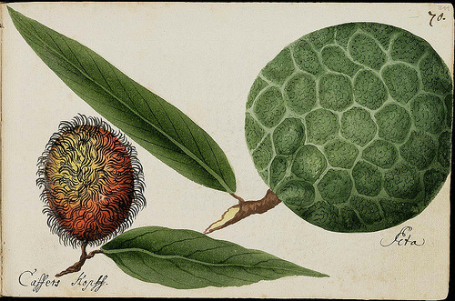 design-is-fine:  The Batavia Journal, 1669 - 1682. These illustrations come from